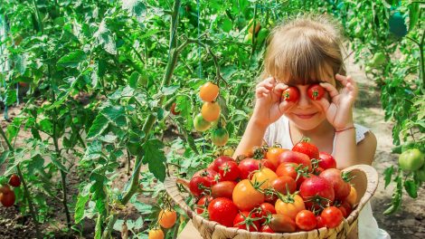 kislány játszik a veteményesben, paradicsomot tart a szeme elé