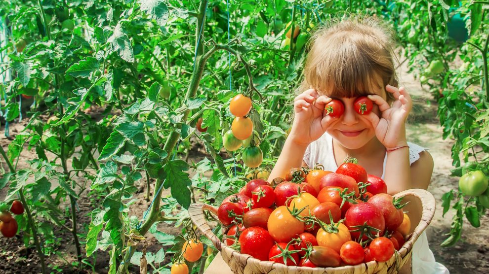 kislány játszik a veteményesben, paradicsomot tart a szeme elé