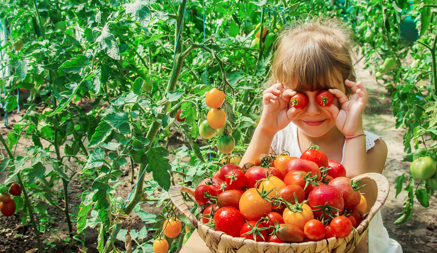 kislány játszik a veteményesben, paradicsomot tart a szeme elé