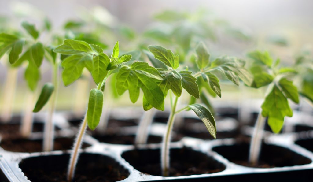 egészséges kis paradicsompalánták kapszliban