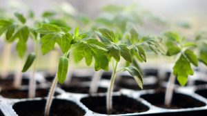 egészséges kis paradicsompalánták kapszliban