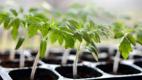 egészséges kis paradicsompalánták kapszliban