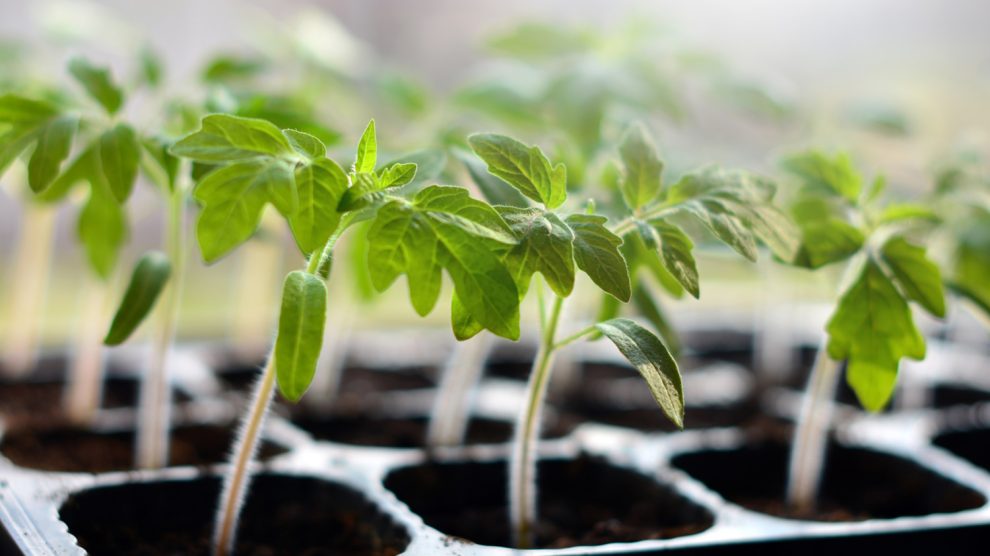 egészséges kis paradicsompalánták kapszliban