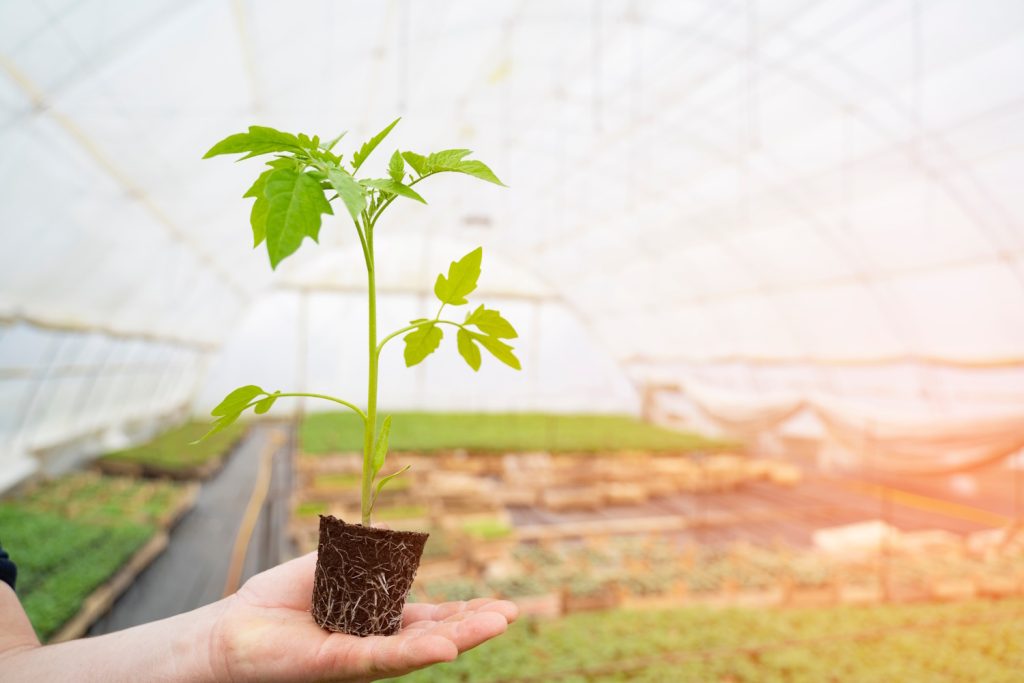 gyenge, megnyúlt szárú paradicsompalánta cserépben
