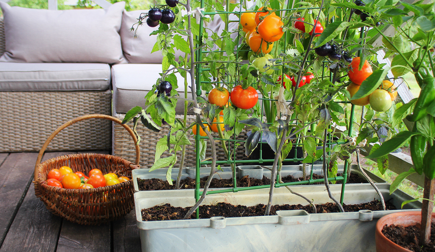 Paradicsompalánták ládában az erkélyen