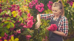 nyáron rózsákat metsz a kertben egy fiatal nő