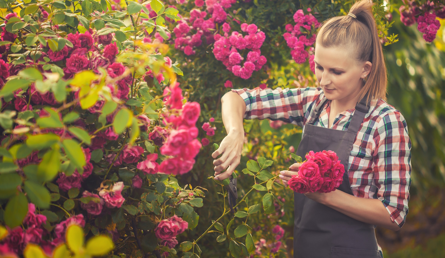 nyáron rózsákat metsz a kertben egy fiatal nő