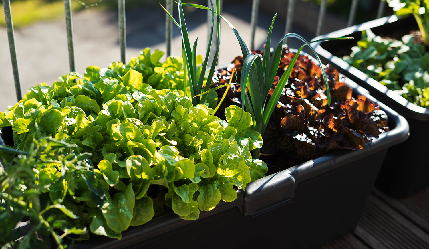 Saláta ládában az erkélyen