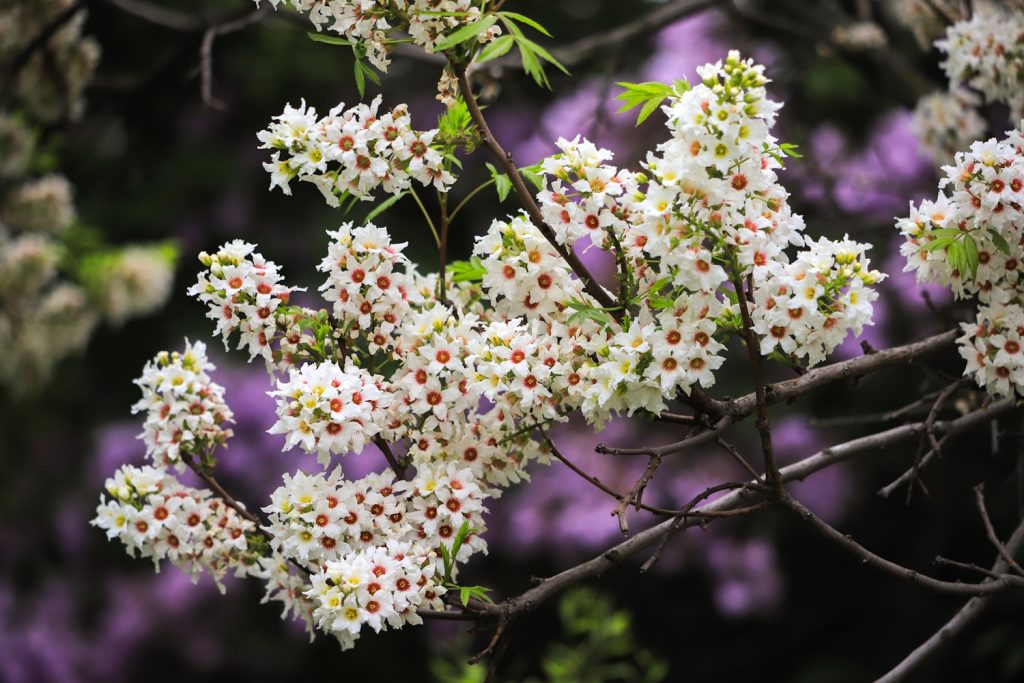 Yellowhorn Xanthoceras sárgaszarvfa, más néven kínai gesztenye vagy yellowhorn