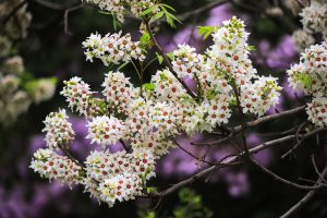 Yellowhorn Xanthoceras sárgaszarvfa, más néven kínai gesztenye vagy yellowhorn
