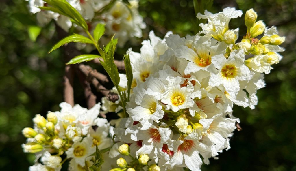 Yellowhorn Xanthoceras sárgaszarvfa, más néven kínai gesztenye vagy yellowhorn