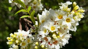 Yellowhorn Xanthoceras sárgaszarvfa, más néven kínai gesztenye vagy yellowhorn