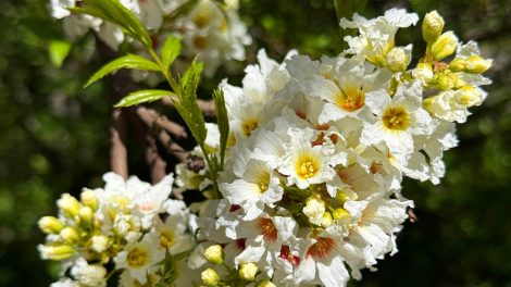 Yellowhorn Xanthoceras sárgaszarvfa, más néven kínai gesztenye vagy yellowhorn