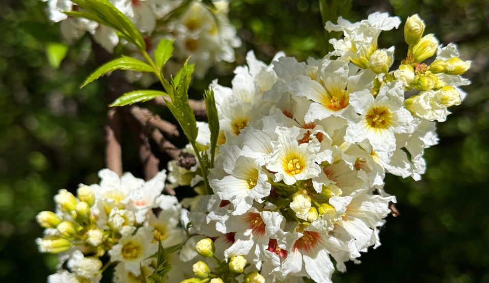 Yellowhorn Xanthoceras sárgaszarvfa, más néven kínai gesztenye vagy yellowhorn