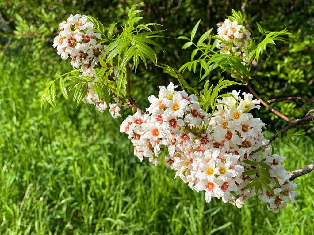 sárgaszarvfa, más néven kínai gesztenye vagy yellowhorn