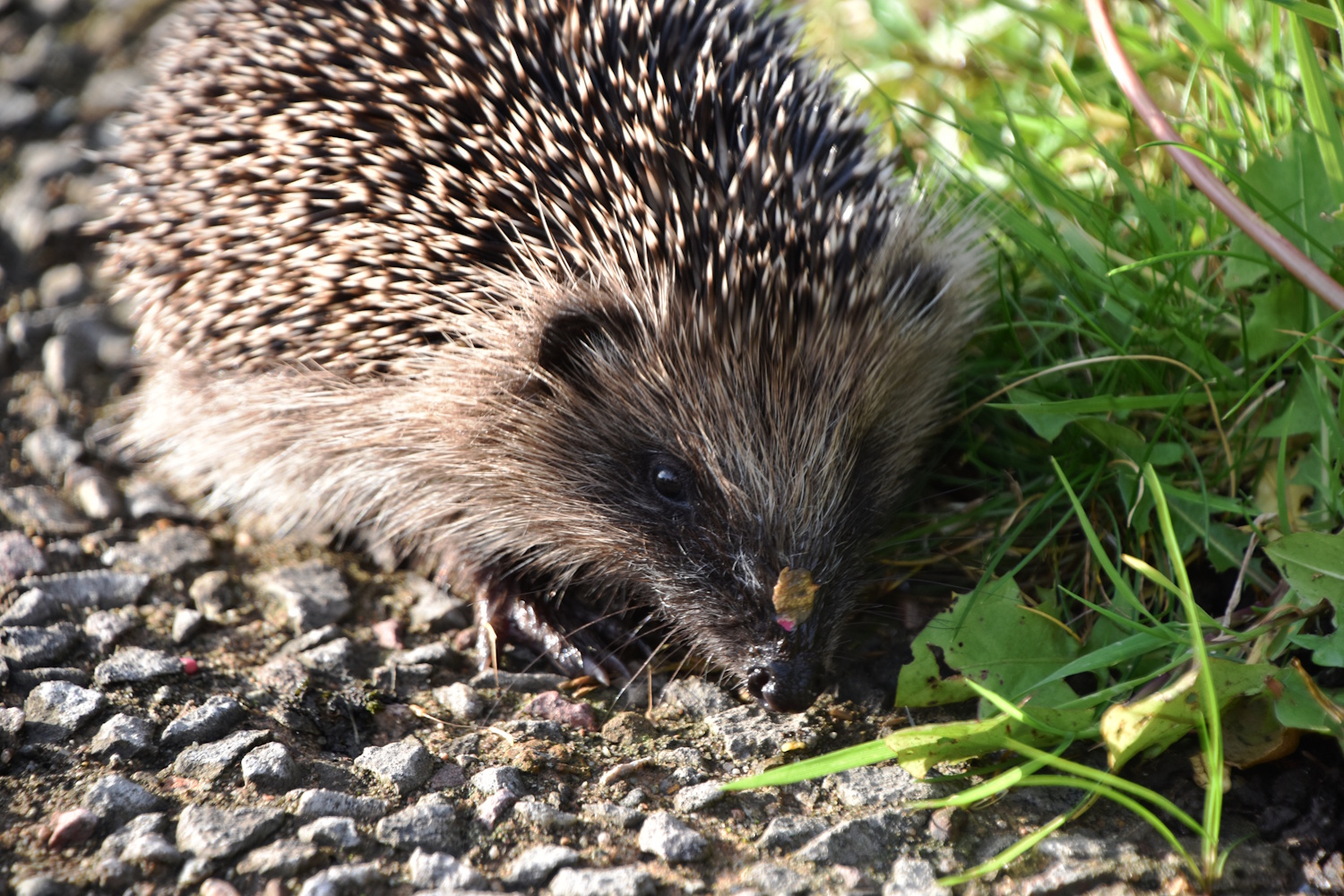 Sündisznó a kertben