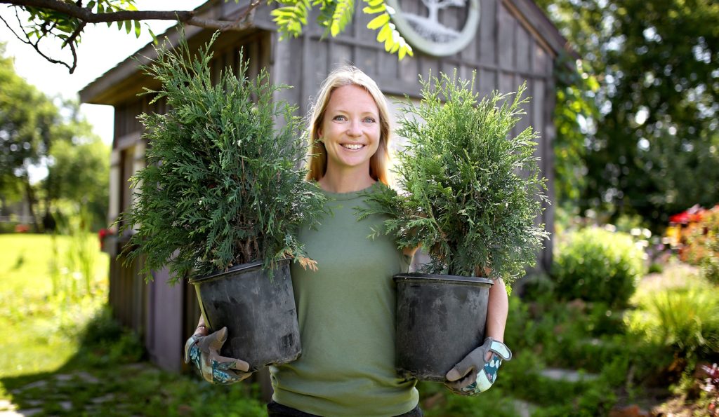 Egy női kertész áll a kertben, kezében cserepes tujákat (arborvitae fákat) tart, ültetésre készen.