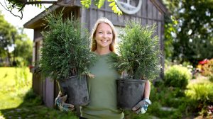 Egy női kertész áll a kertben, kezében cserepes tujákat (arborvitae fákat) tart, ültetésre készen.