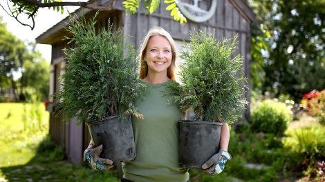 Egy női kertész áll a kertben, kezében cserepes tujákat (arborvitae fákat) tart, ültetésre készen.