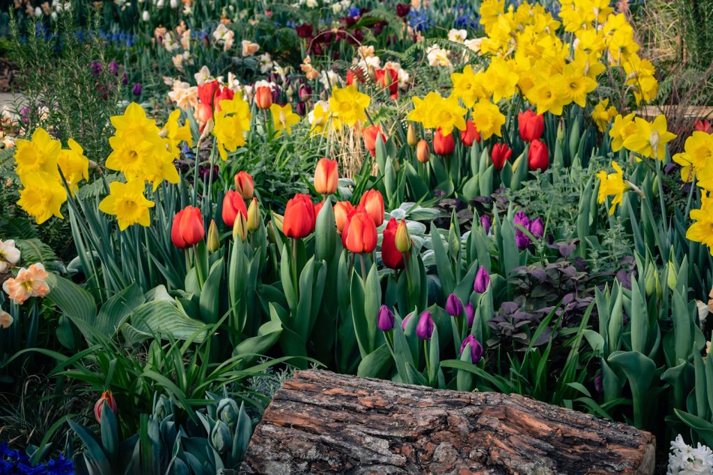 színes tulipánok és nárciszok a kertben
