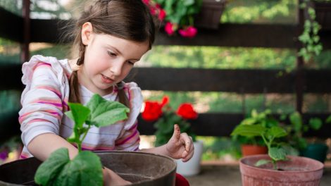 Uborka termesztése az erkélyen