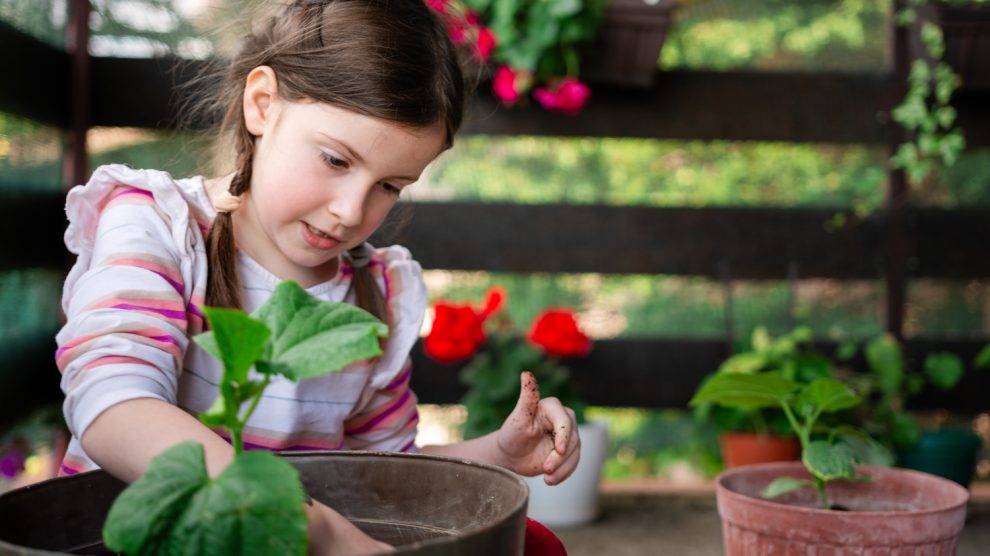 Uborka termesztése az erkélyen