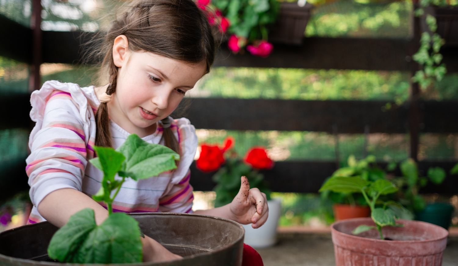 Uborka termesztése az erkélyen