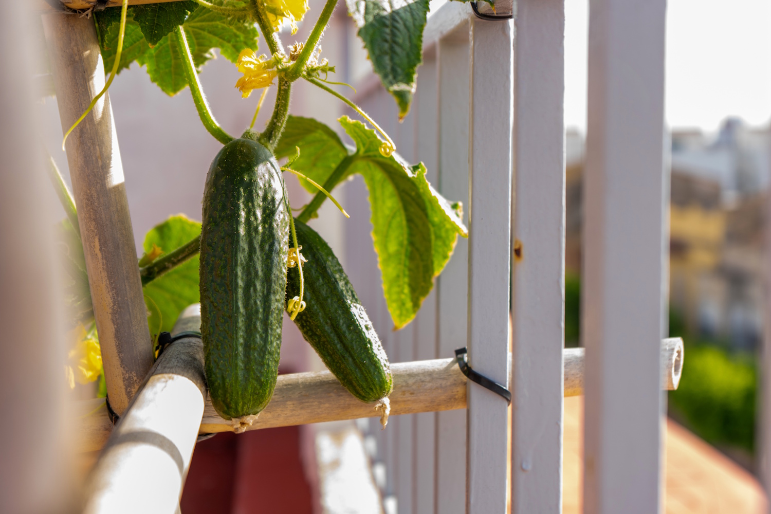 Uborka termesztése az erkélyen