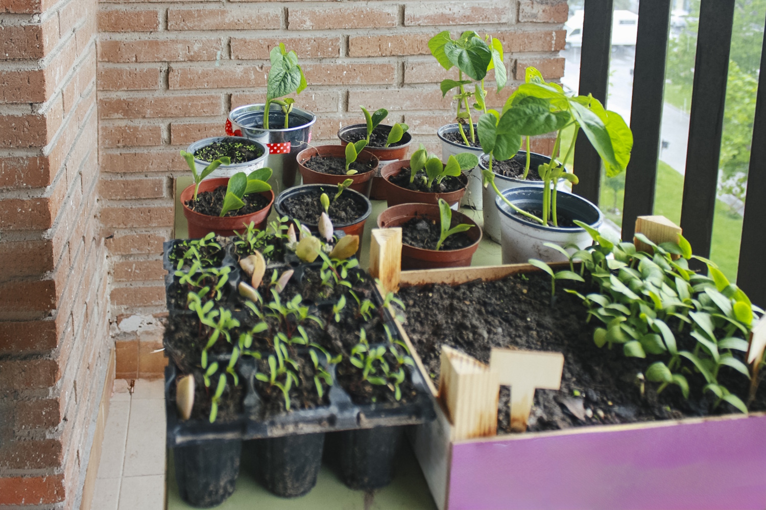 Uborka termesztése az erkélyen