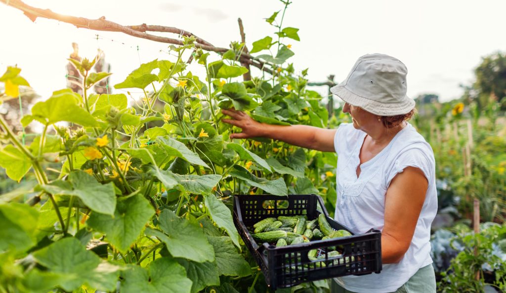 középkorú nő uborkát szüretel a veteményesében