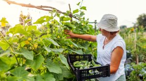 középkorú nő uborkát szüretel a veteményesében