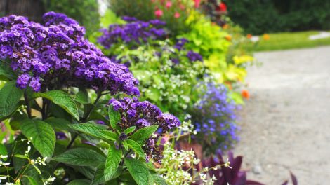 Heliotropium arborescens vaníliavirág illatos kerti évelő