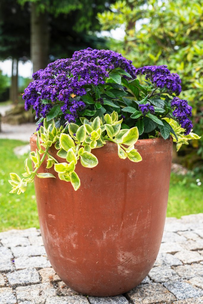 Heliotropium arborescens vaníliavirág illatos kerti évelő