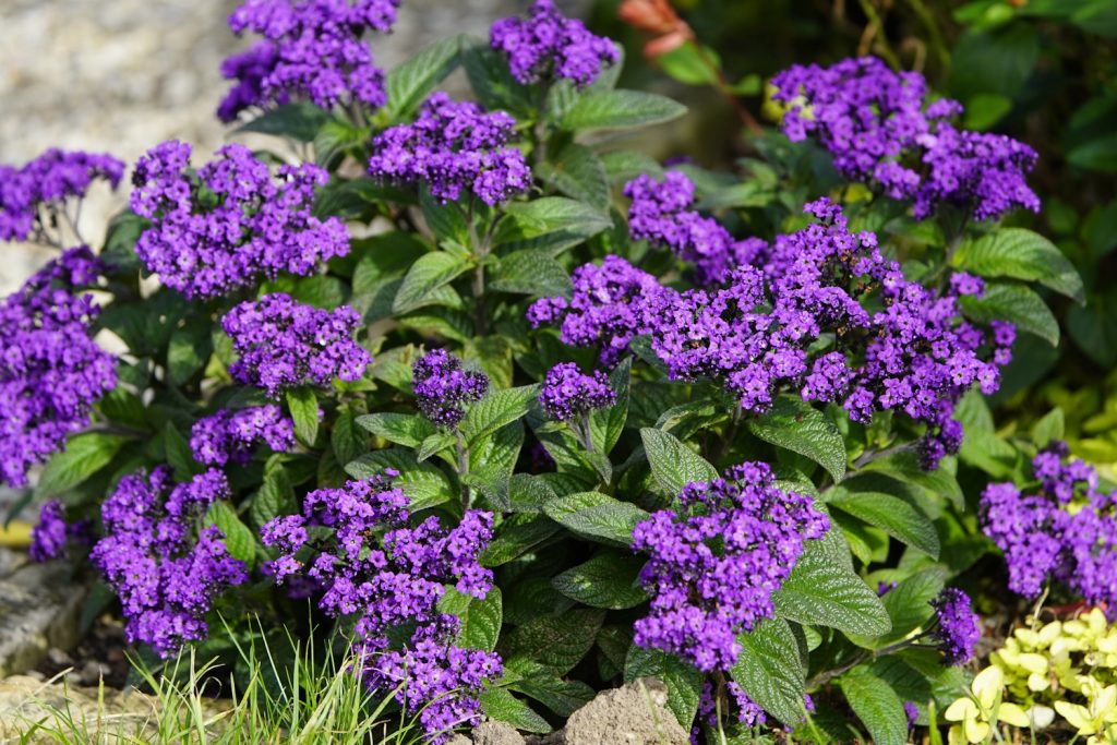 Heliotropium arborescens vaníliavirág illatos kerti évelő