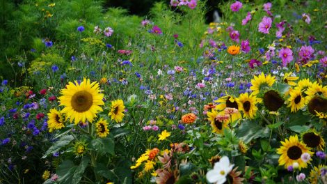 színes szép virágokkal kert