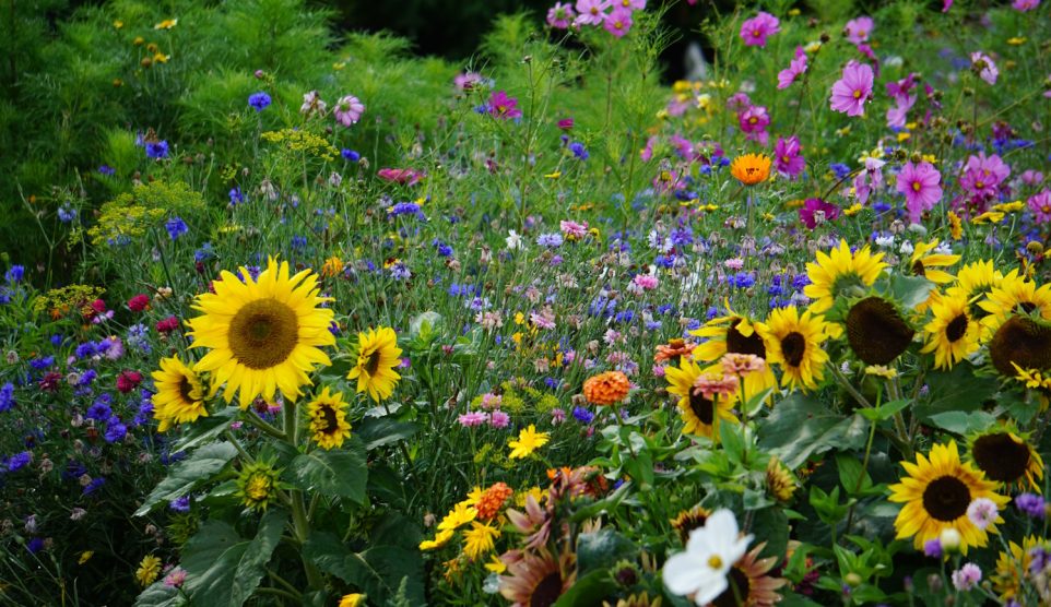színes szép virágokkal kert