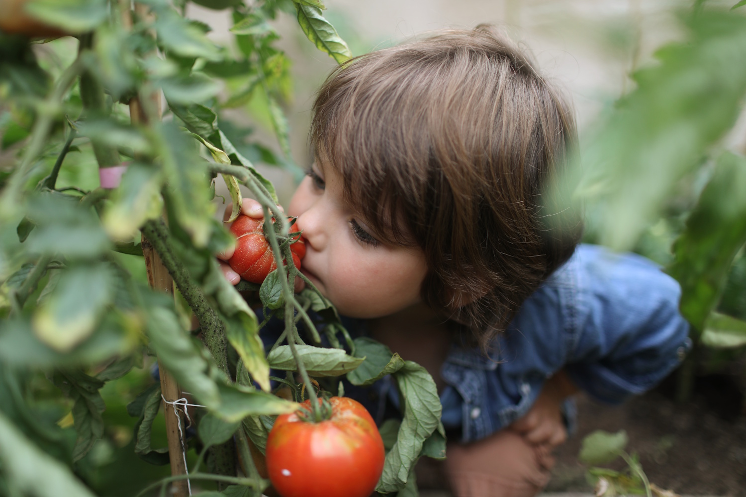Paradicsmot szagolgat egy kisfiú