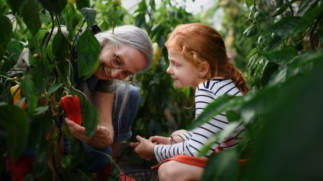 Zöldség termesztés