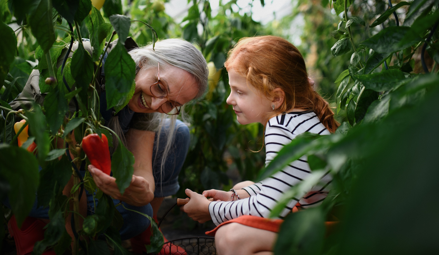 Zöldség termesztés