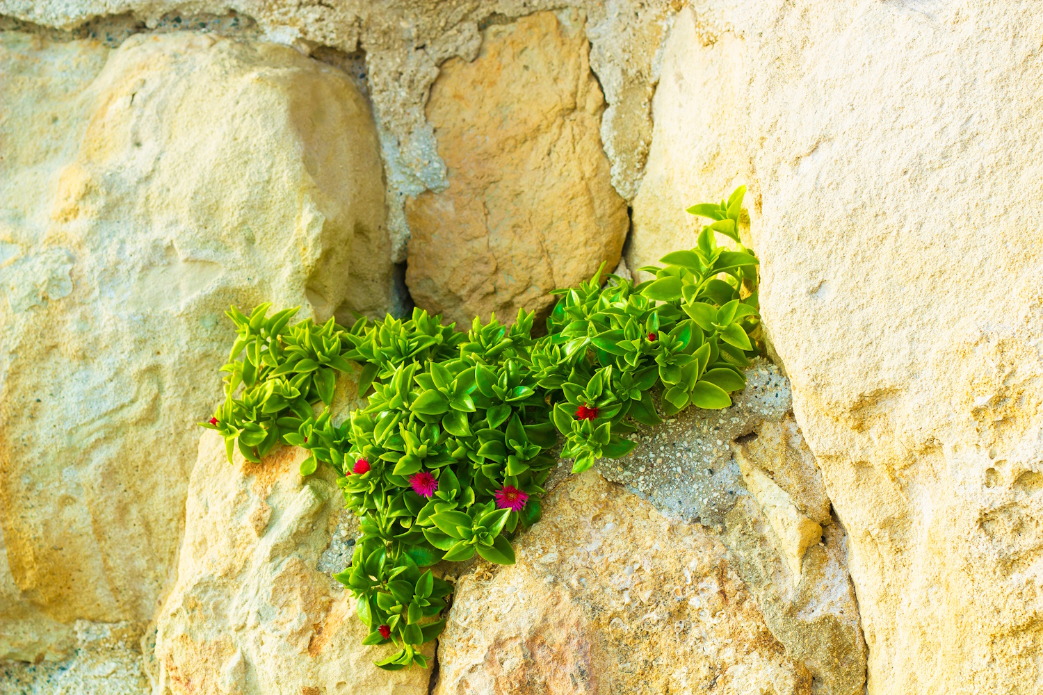 Aptenia cordifolia