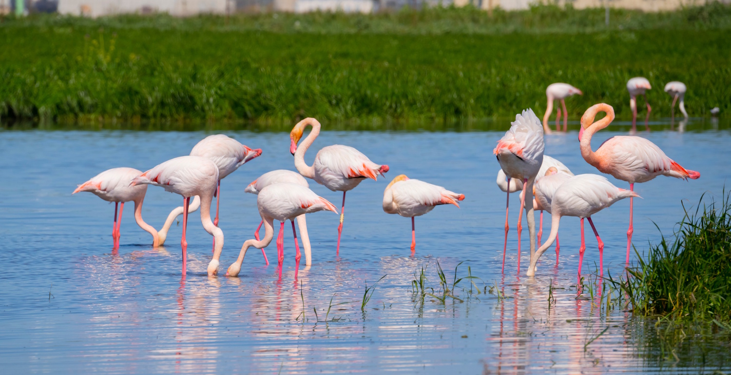 Cagliari flamingói szardínia