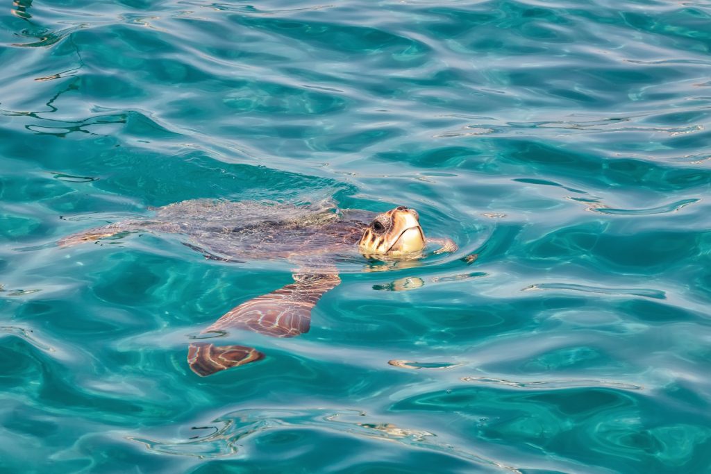 Caretta Caretta görögország | Meglepetés Caretta Caretta görögország