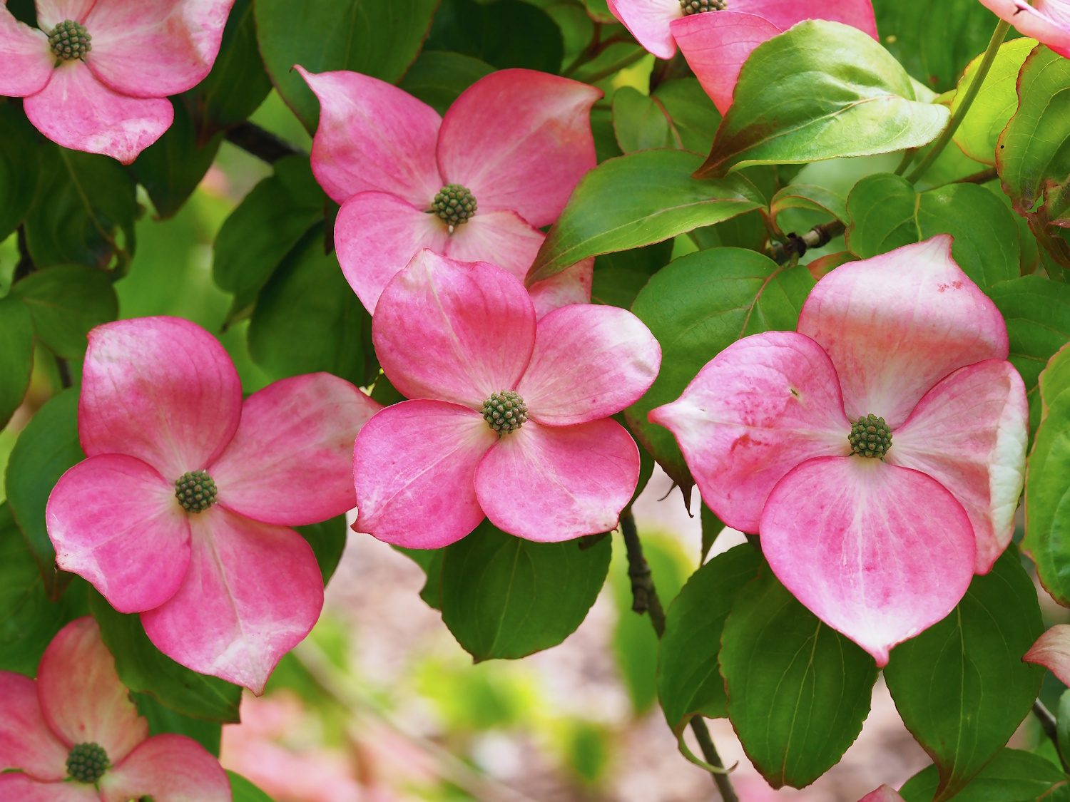 Lovely pink blossom on a garden dogwood shrub Cornus kousa Miss Satomi | Meglepetés Cornus kousa Miss Satomi