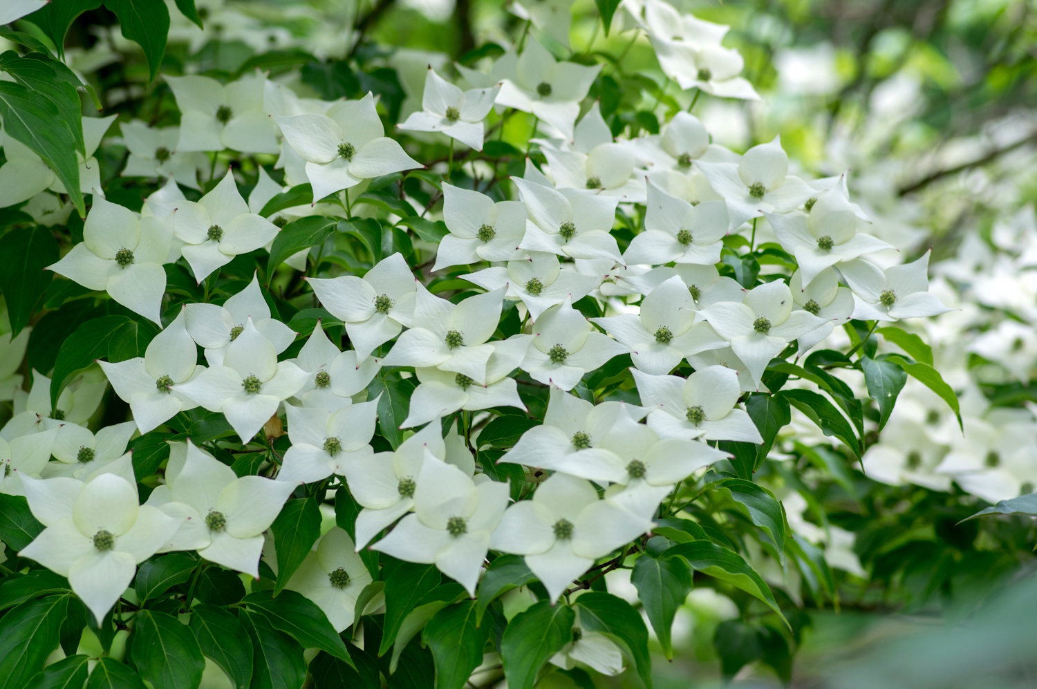 Cornus kousa | Meglepetés Cornus kousa