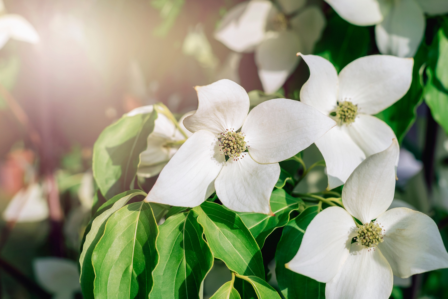 Cornus sanguinea | Meglepetés Cornus sanguinea
