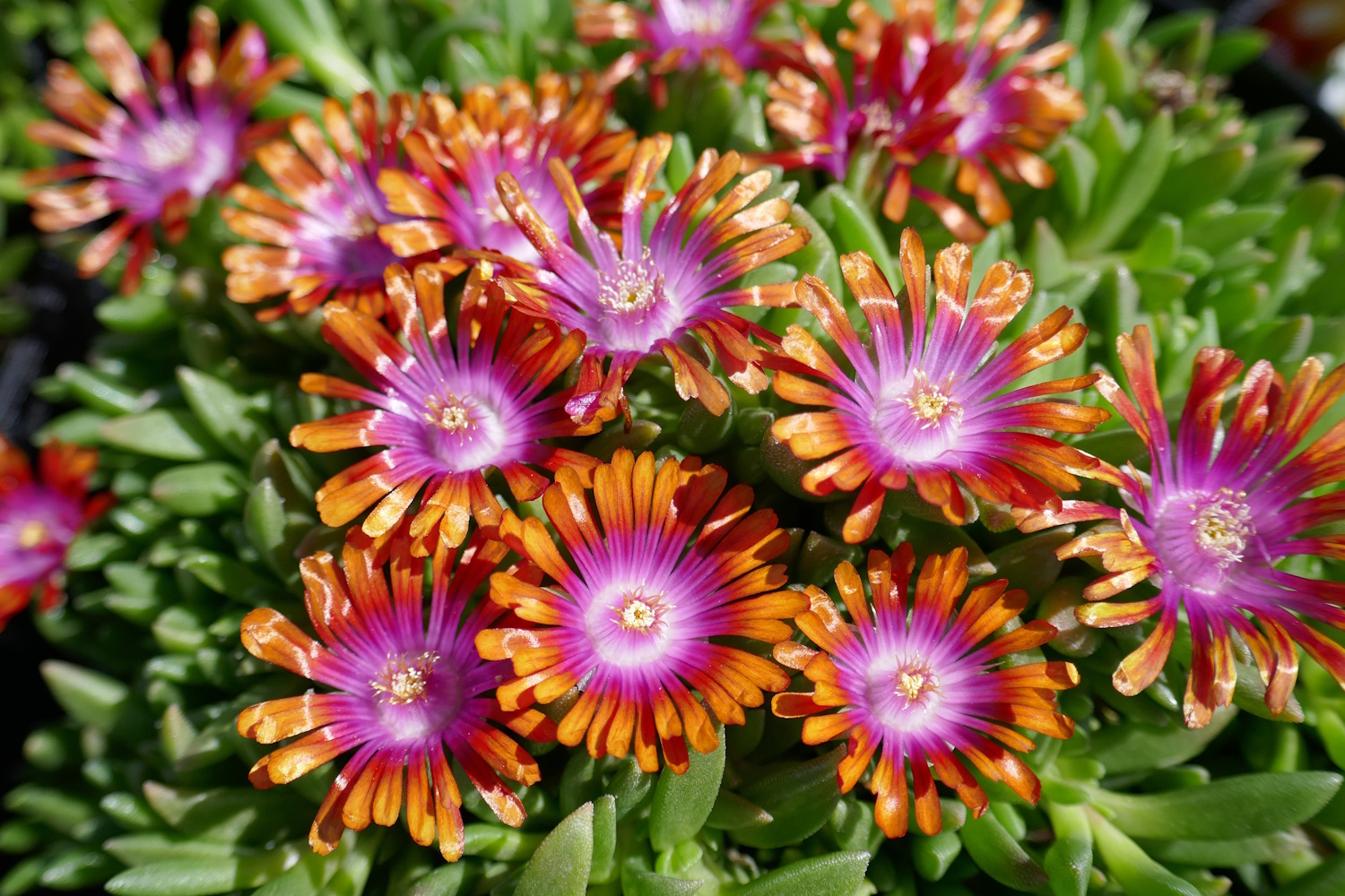 Delosperma Lampranthus