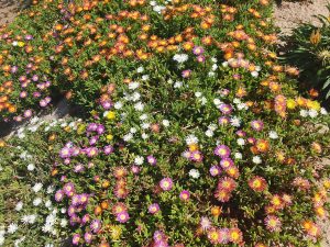 Delosperma cooperi