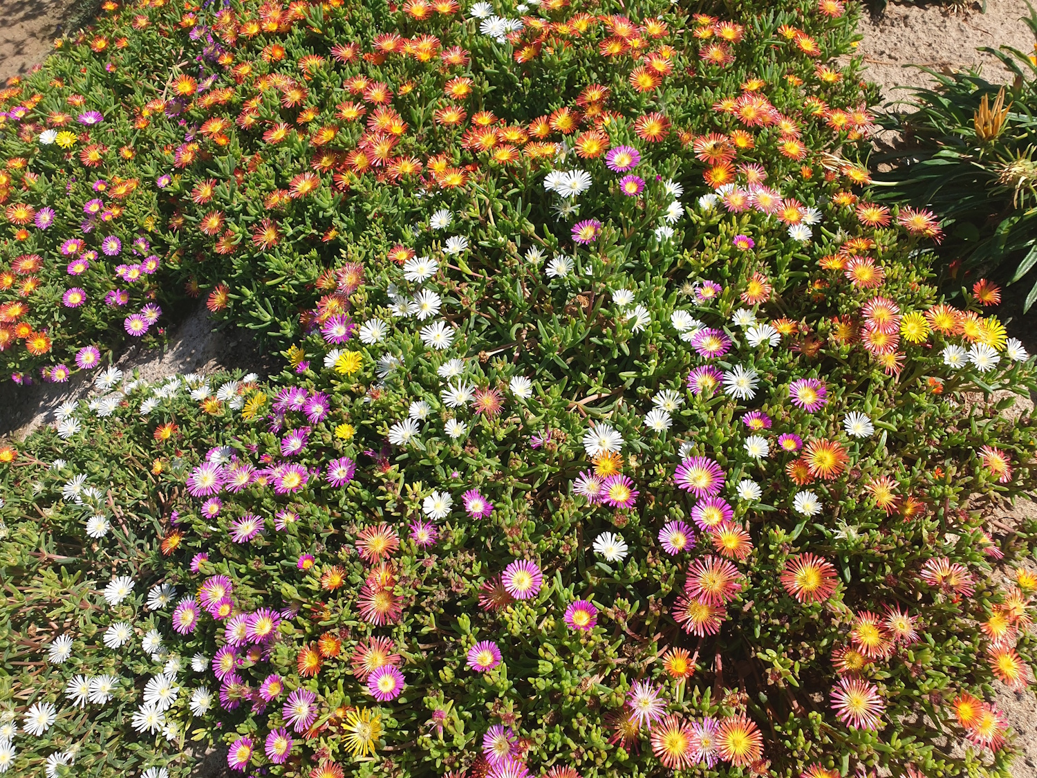 Delosperma cooperi