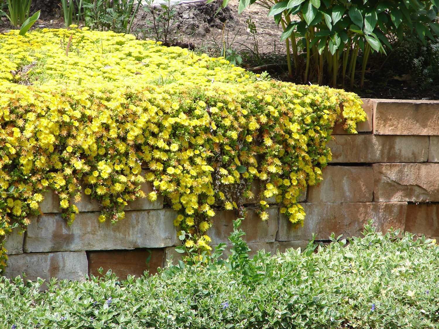 Delosperma nubigenum