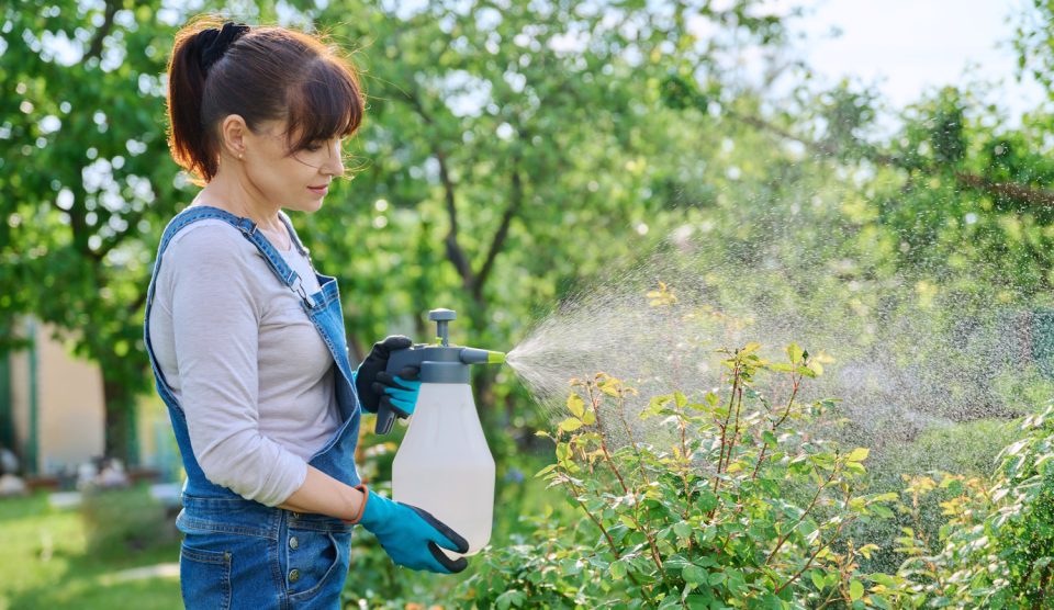 nő házi chili sprayyel permetezi a rózsákat a kertben levéltetvek ellen